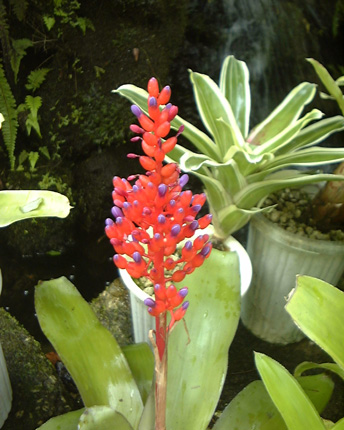 Aechmea fulgens flower