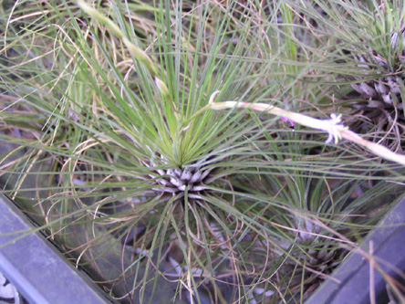 Tillandsia filifolia