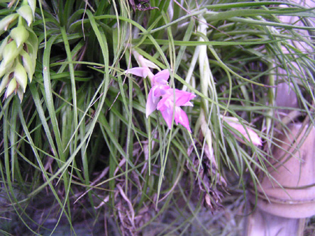 Tillandsia stricta