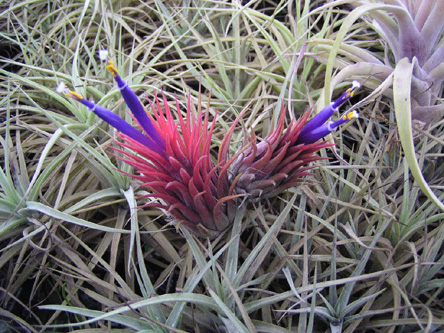 Tillandsia ionantha