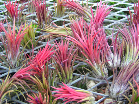 Tillandsia ionantha