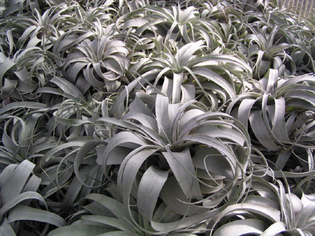 Tillandsia xerographica