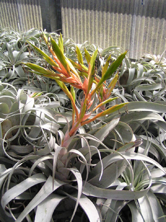 Tillandsia xerographica