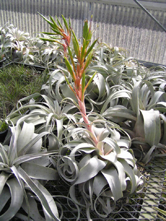 Tillandsia xerographica