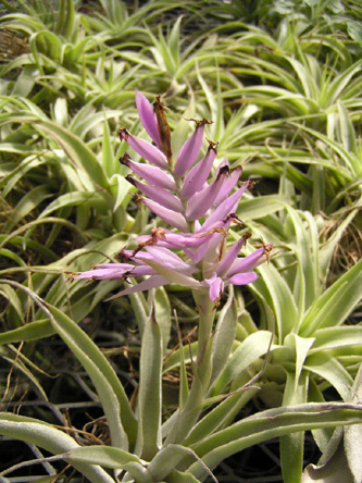 Tillandsia cacticola