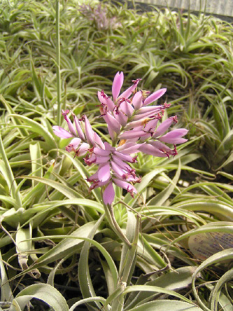 Tillandsia cacticola