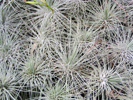 Tillandsia filifolia
