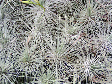 Tillandsia filifolia