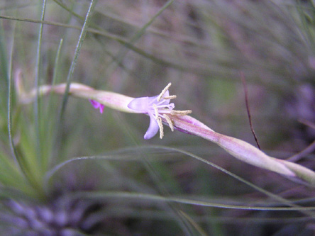 Tillandsia filifolia flower