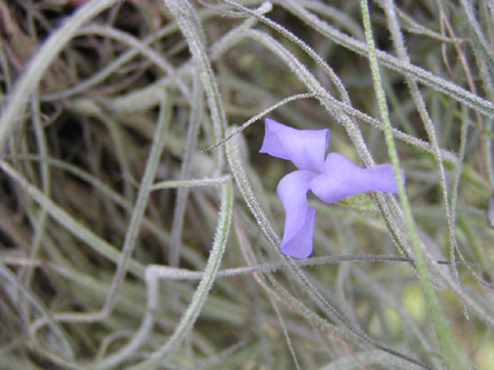 Tillandsia usneoides flower