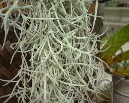 Tillandsia usneoides