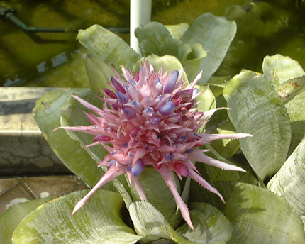 Aechmea fasciata