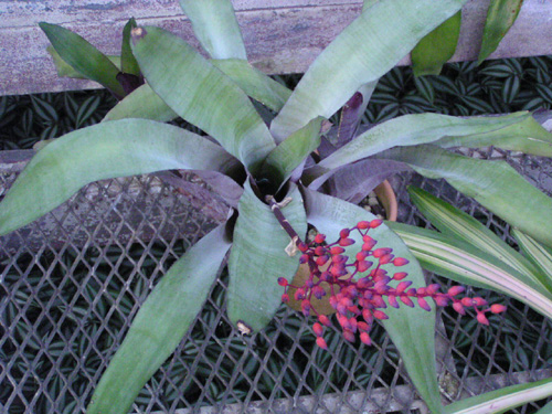 Aechmea fulgens