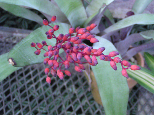 Aechmea fulgens flower