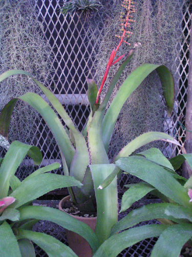 Aechmea fulgens