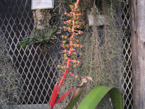 Aechmea fulgens