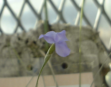 Tillandsia mallemontii flower