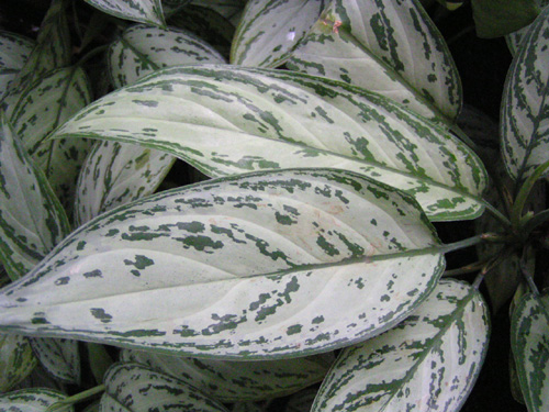 Aglaonema 'Silver King'