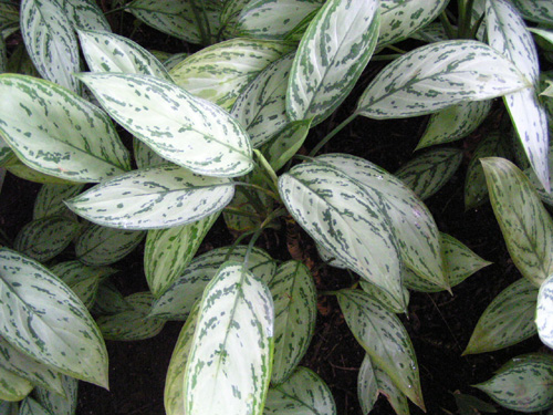 Aglaonema 'Silver King'