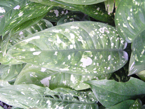 Aglaonema brevispathum f. hospitum