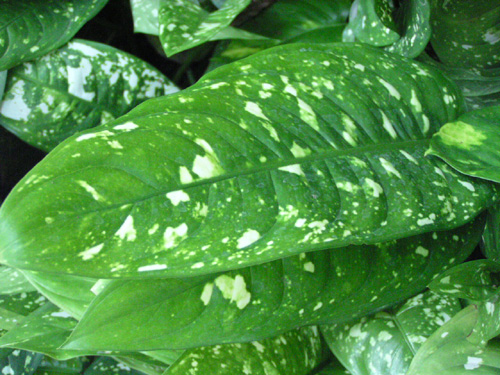 Aglaonema brevispathum f. hospitum