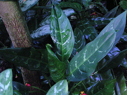 Aglaonema commutatum