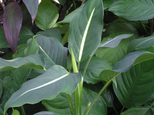 Aglaonema costatum immaculatum