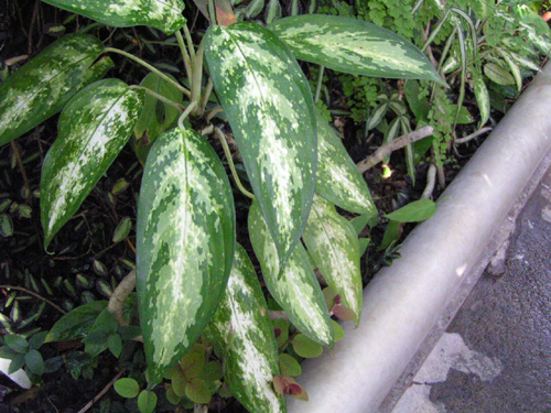 Aglaonema marantifolium