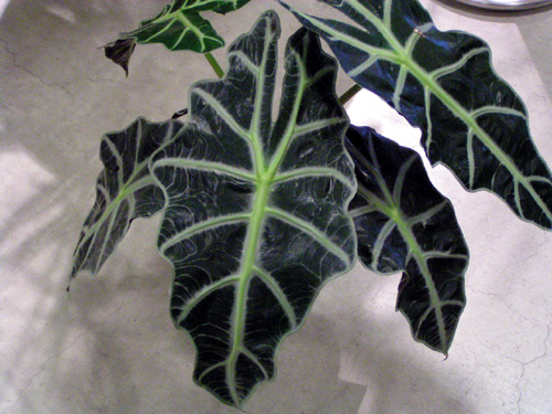 Alocasia ~ amazonica