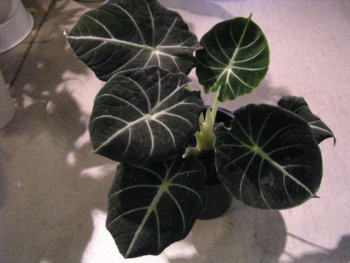 Alocasia reginula