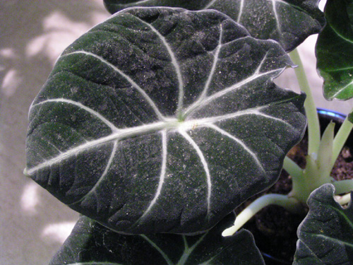 Alocasia reginula