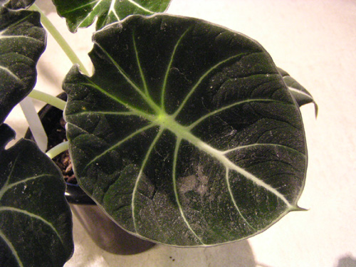 Alocasia reginula