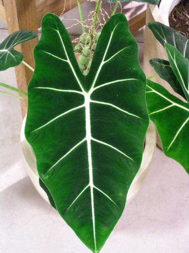 Alocasia cadieri