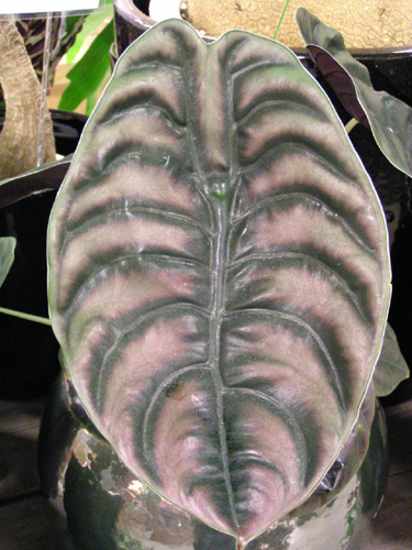 Alocasia cuprea