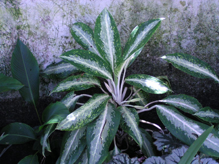 Aglaonema crispum