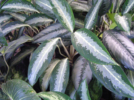 Aglaonema crispum