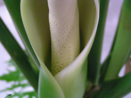 Alocasia odora