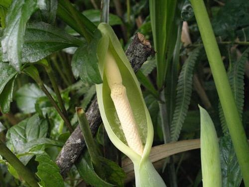 Alocasia odora