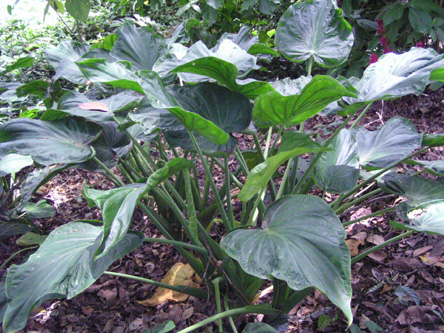 Alocasia cucullata