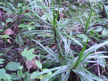 Freycinetia walkeri