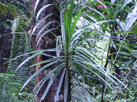 Freycinetia walkeri