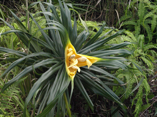 Freycinetia formosana