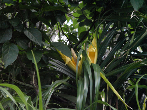 Freycinetia formosana