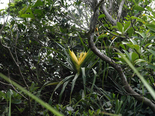 Freycinetia formosana