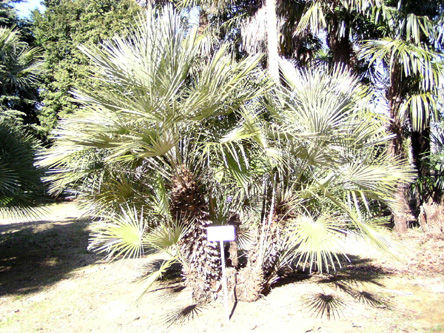 Chamaerops humilis