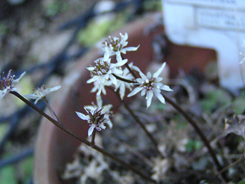 Coptis japonica var. dessecta