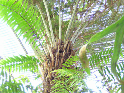 Cyathea dealbata