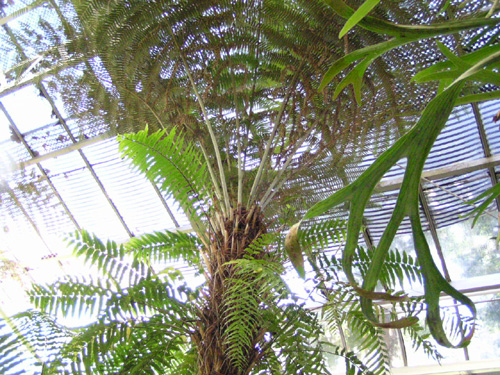 Cyathea dealbata