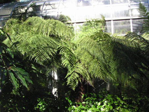 Cyathea dealbata