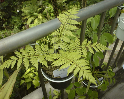 Cyathea vieillardii